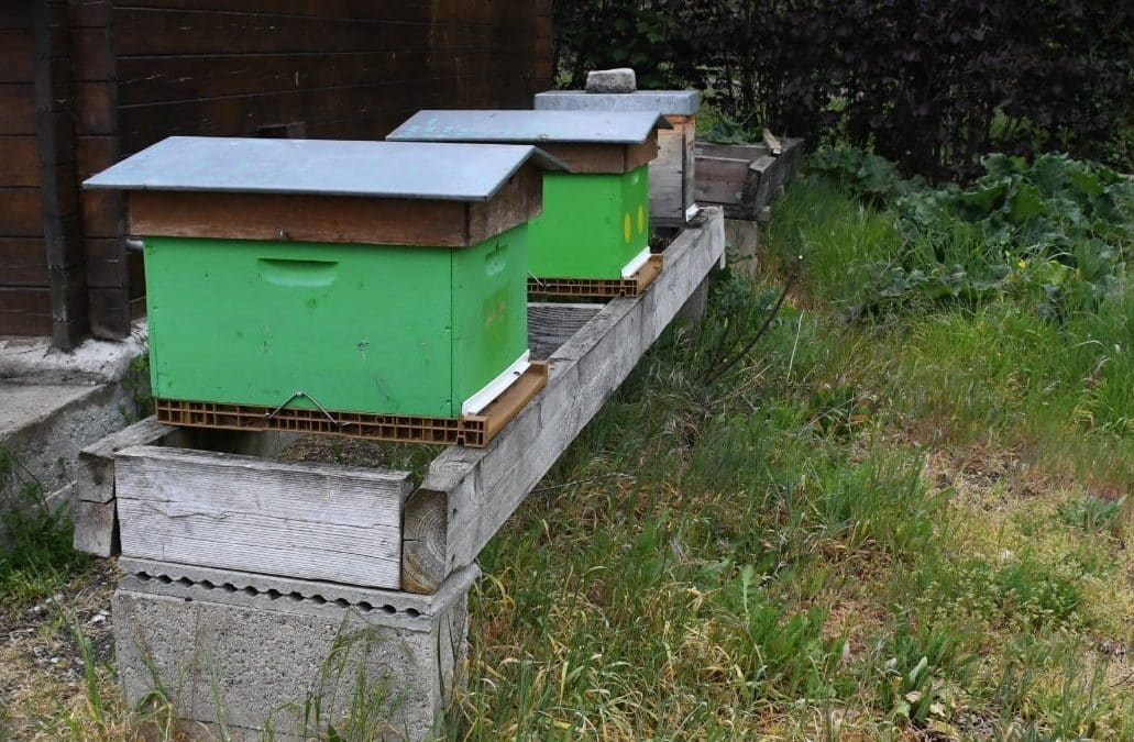 Recherche apiculteur/trice